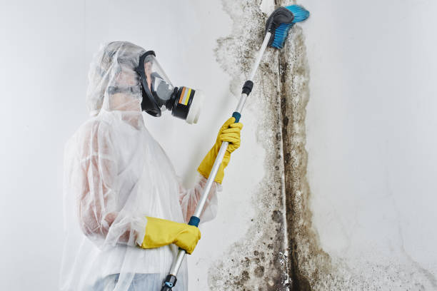 Best Water Damage & Mold Remediation  in Owensville, IN